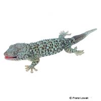 Tokeh-Blue Granite (Gekko gecko)