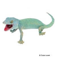 Tokeh-Blue Headed Green (Gekko gecko)