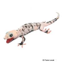 Tokeh-Calico (Gekko gecko)