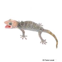 Tokeh-Calico Granite (Gekko gecko)