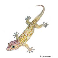 Tokeh-Caramel (Gekko gecko)