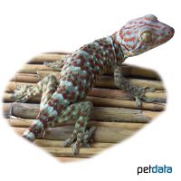 Tokeh (Gekko gecko)