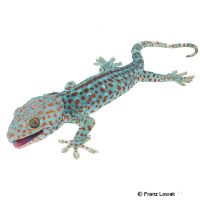 Tokeh-Hypomelanistic (Gekko gecko)