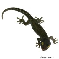 Tokeh-Melanistic (Gekko gecko)