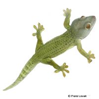 Tokeh-Olive Patternless (Gekko gecko)