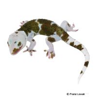 Tokeh-Pied (Gekko gecko)