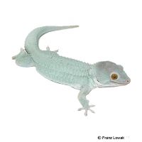 Tokeh-Powder Blue (Gekko gecko)
