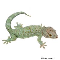 Tokeh-Powder Blue Red Spotted (Gekko gecko)