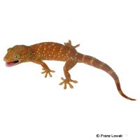 Tokeh-Super Red (Gekko gecko)