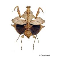 Totes Blatt Mantis (Deroplatys lobata)