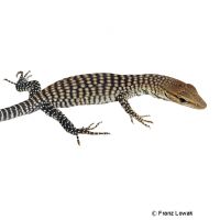 Trauerwaran (Varanus tristis orientalis)