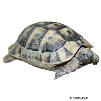 Tunesische Landschildkröte (Testudo graeca nabeulensis)