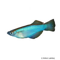 Variabler Leuchtaugenfisch Moliwe (Procatopus similis 'Moliwe')