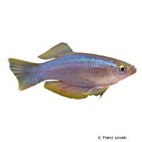 Variabler Leuchtaugenfisch (Procatopus similis)