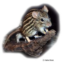 Vielstreifengrasmaus (Lemniscomys barbarus)