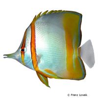 Vierbinden-Pinzettfisch (Chelmon marginalis)