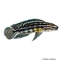 Vierstreifen-Schlankcichlide (Julidochromis regani)