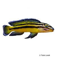 Vierstreifen-Schlankcichlide Kipili (Julidochromis regani 'Kipili')