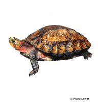 Vietnamesische Scharnierschildkröte (Cuora galbinifrons)