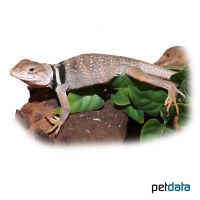 Wüsten-Halsbandleguan ♀ (Crotaphytus bicinctores)