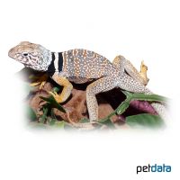 Wüsten-Halsbandleguan (Crotaphytus bicinctores)