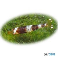 Wangenfleckgarnele (Caridina venusta)