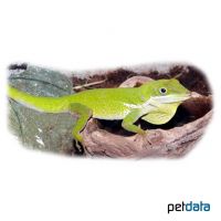 Weißlippen Anolis (Anolis coelestinus)