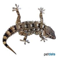 Weißpunkt-Mauergecko (Tarentola annularis)