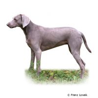 Weimaraner ()