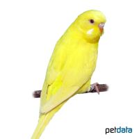 Wellensittich-Lutino (Melopsittacus undulatus)