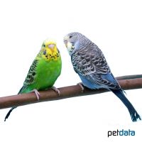 Wellensittich (Melopsittacus undulatus)