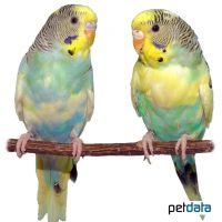 Wellensittich-Regenbogen (Melopsittacus undulatus)