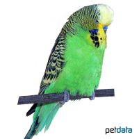 Wellensittich-Standard (Melopsittacus undulatus)