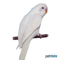 Wellensittich-Weiß (Melopsittacus undulatus)