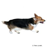 Welsh Corgi Cardigan ()