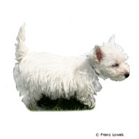 West Highland White Terrier ()