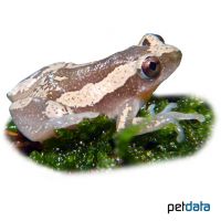 Westafrikanischer Bananenfrosch (Afrixalus dorsalis)