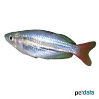 Westlicher Regenbogenfisch (Melanotaenia australis)