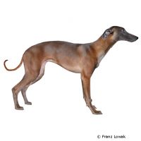 Whippet ()