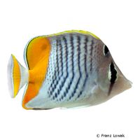 Winkel-Orangenfalterfisch (Chaetodon mertensii)