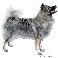 Wolfsspitz / Keeshond ()