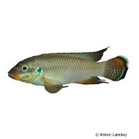 Wouri Smaragdprachtbarsch (Pelvicachromis drachenfelsi)