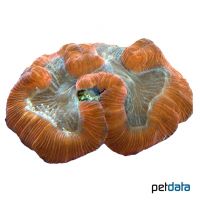 Wulstkoralle Orange (LPS) (Trachyphyllia geoffroyi)