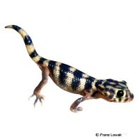 Wundergecko (Teratoscincus scincus)