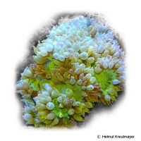 Wunderkoralle (LPS) (Catalaphyllia jardinei)