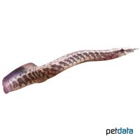 Zügel-Stachelaal (Mastacembelus frenatus)