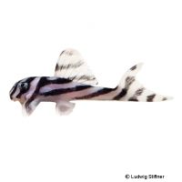 Zebra-Harnischwels (Hypancistrus zebra)