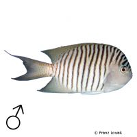 Zebra-Lyrakaiserfisch (Genicanthus melanospilos)