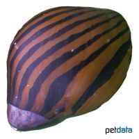 Zebra-Rennschnecke (Vittina coromandeliana)