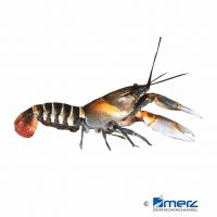 Zebrakrebs (Cherax peknyi)